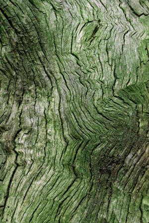 Wood structureの写真素材