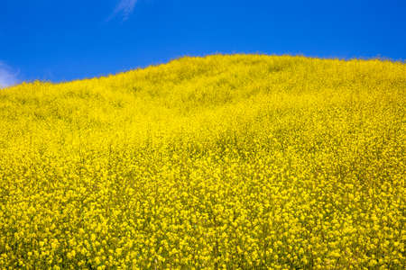 Yellow flowers on a hillside with blue skiesの写真素材