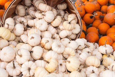 Pile of small white and orange pumpkinsの写真素材