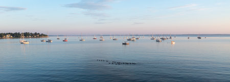 Serene, sunset scene of multiple sailboats in a bay with ducks in the foreground