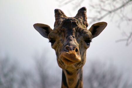 giraffeの写真素材