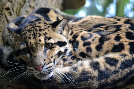 Spotted Leopardの写真素材