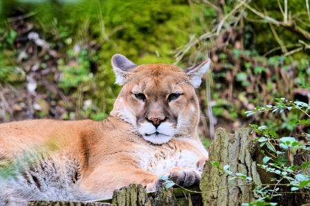 cougarの写真素材