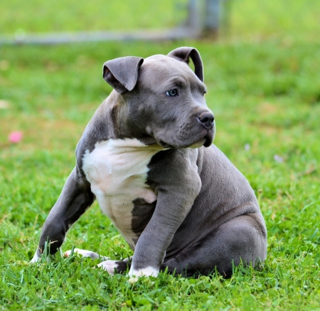 blue pittbullの写真素材
