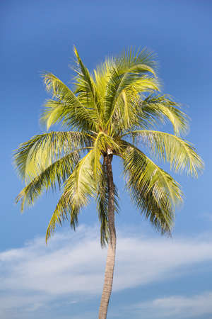 Palm Tree by the beach in Kota Kinabaluの写真素材