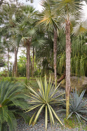 Tropical Trees in Asia in a tropical settingの写真素材