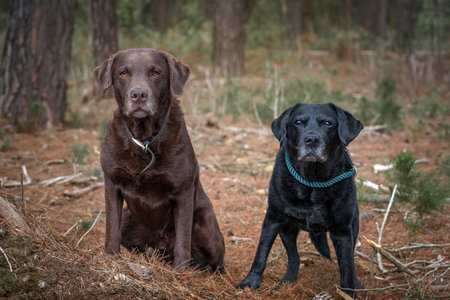 Black Labrador and a Brown Labrador sitting in the forest togetherの写真素材
