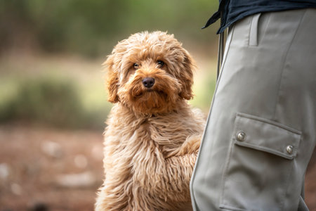 Six month old Cavapoo puppy dog sitting with her owner obscuredの写真素材