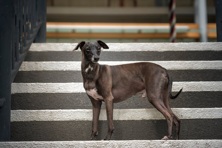 Italian Greyhound - brown in colour, standing on the stairs and looking directly at the cameraの写真素材