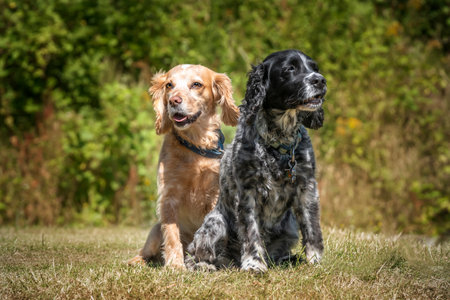 Working Cocker Spaniel Lemon Roan and Blue Roan sitting and looking away slightlyの写真素材