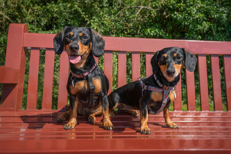 Two mini Dachshunds sitting on a red bench and looking at the camera