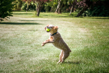 Working Cocker Spaniel Lemon Roan jumping up for her ballの写真素材