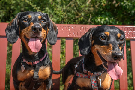 Two mini Dachshunds standing on a red bench and looking slightly away