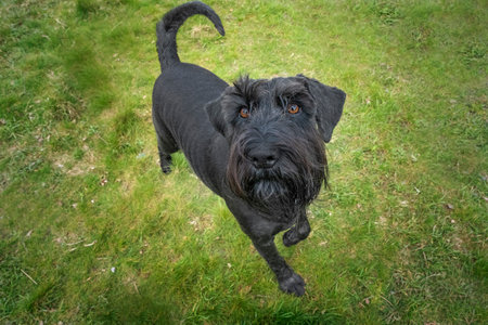 Large Black Schnauzer looking upwards towards the camera with one paw up