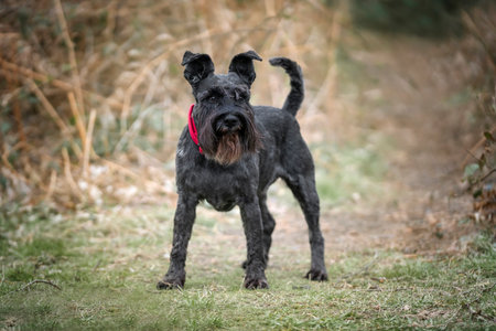 Miniature Schnauzer with a red collar standing tall and looking slightly away at the edge of the forestの写真素材
