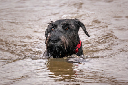 Large Black Schnauzer with a red collar swimming in muddy waters looking slighty awayの写真素材