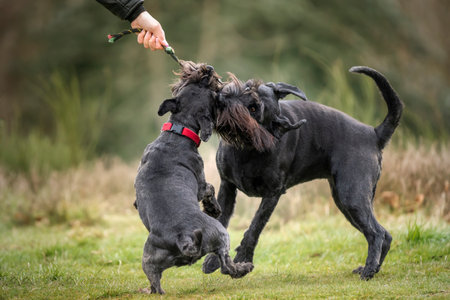 Large Black Schnauzer and a miniature Schnauzer playing tug with their owner with paws off the groundの写真素材