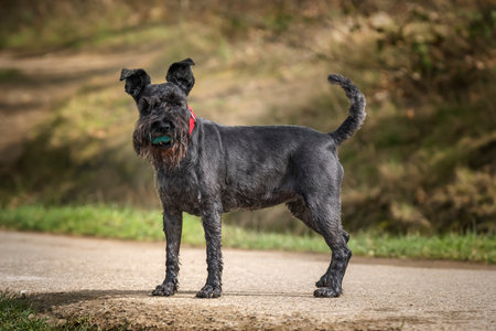 Miniature Schnauzer with a red collar standing tall and looking at the camera on a path with a ball in her mouthの写真素材