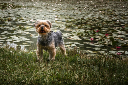 Yorkshire Terrier standing looking at the camera by a lily pond in a fieldの写真素材