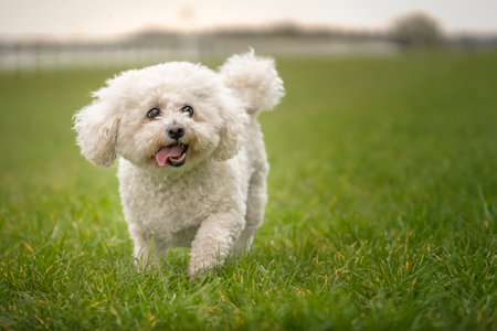 Bichon Frise walking on the grass as sunsetの写真素材