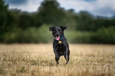 Black Patterdale Cross Border Terrier running directly towards the camera with his tongue outの写真素材