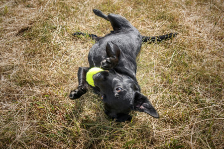 Black Patterdale Cross Border Terrier happy with his tennis ball in a fieldの写真素材