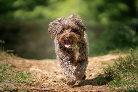 Brown Cockapoo running directly at the camera in the forest with a happy faceの写真素材