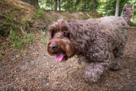 Brown Cockapoo walking from right to left looking just past the cameraの写真素材