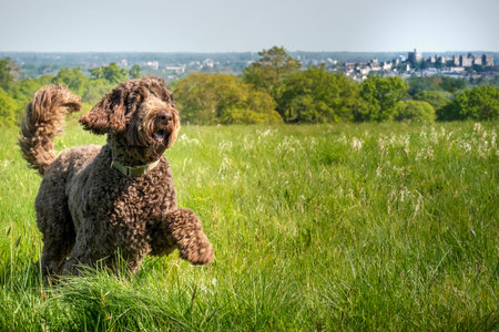 Big Giant Brown Labradoodle walking in a field with a happy faceの写真素材