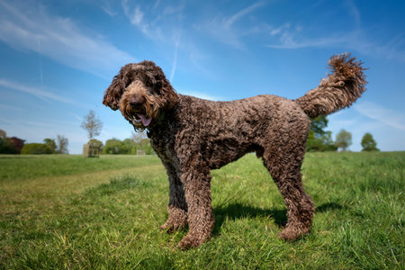 Big Giant Brown Labradoodle standing in a field looking towards the camera with a happy faceの写真素材