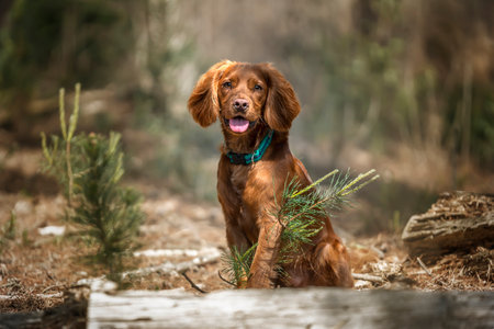 Working cocker spaniel puppy sitting behind a fallen tree in a forest with his tongue outの写真素材