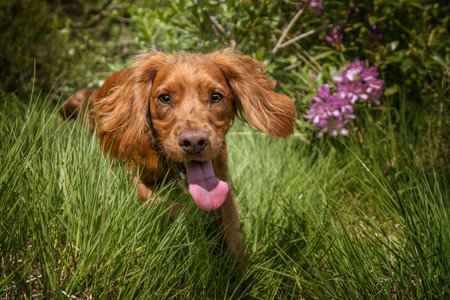 Working cocker spaniel puppy close up in a forest with tongue outの写真素材