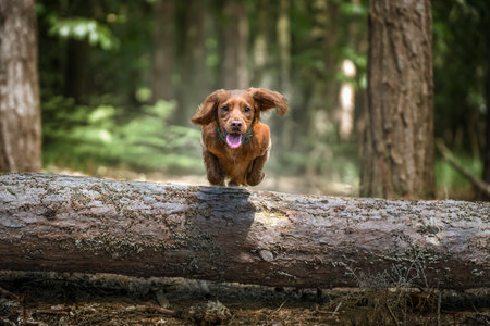 Working cocker spaniel puppy jumping and flying over a fallen tree log in a forestの写真素材