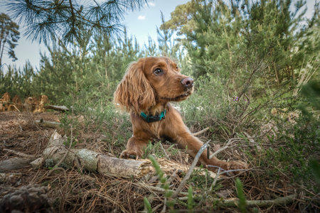 Working cocker spaniel puppy close up in a forest looking to the rightの写真素材