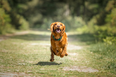 Working cocker spaniel puppy running in a forest all paws off the groundの写真素材