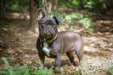 French Bulldog looking at the camera one ear up one ear down in the forestの写真素材