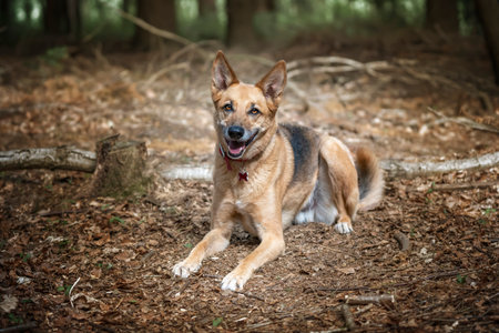 German Shepherd Saluki Cross looking at the camera with a very happy face laying down in the forest