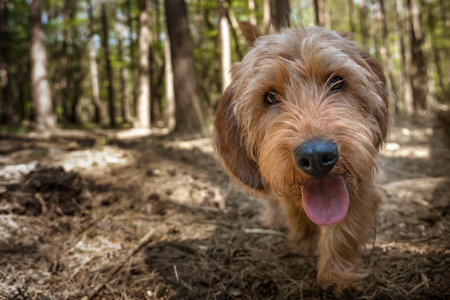 Basset Fauve de Bretagne dog walking close up directly at the camera at the forest with a happy faceの写真素材