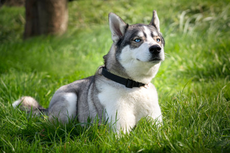 Siberian Husky laying down on the grass sniffing the air in a parkの写真素材
