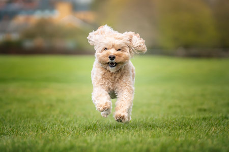 Seven year old Cavapoo on a fun run in the park