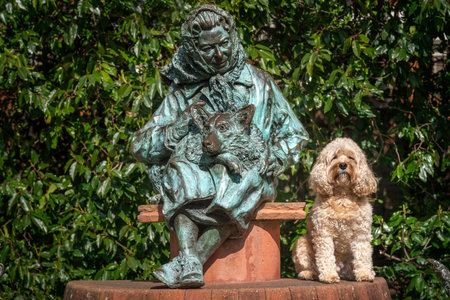 Seven year old Cavapoo sat in Windsor wondering how can he become a statueの写真素材