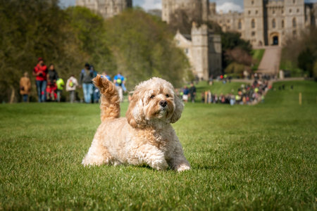 Seven year old Cavapoo playing in the public park on Windsor Long Walkの写真素材