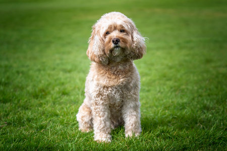 Seven year old Cavapoo sat in the park looking at the camera very handsome and cuteの素材 [FY310195588273]