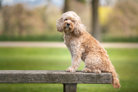 Seven year old Cavapoo sat on a bench looking at the camera very handsome and cuteの写真素材