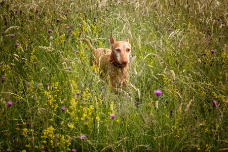 Podenco Andaluz running in a field in the summer almost hiddenの写真素材