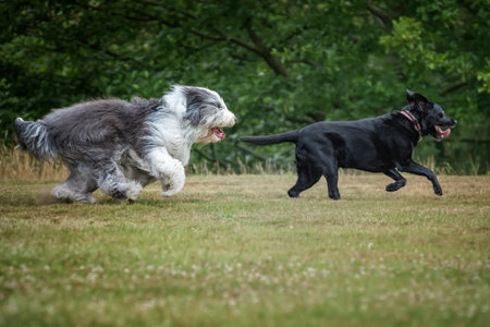 Old English Sheepdog chasing his friend a Black Labrador in a field