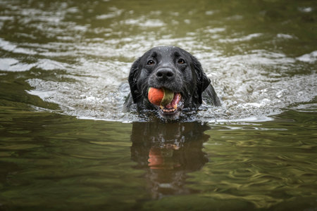 Black Labrador swimming in a green lake with his ballの写真素材
