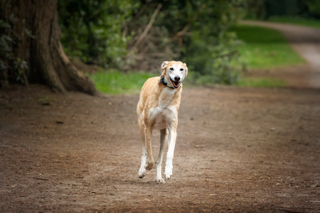 Rescue Lurcher running directly towards the cameraの写真素材