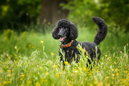 Black Toy poodle dog in a green meadow with yellow flowersの写真素材
