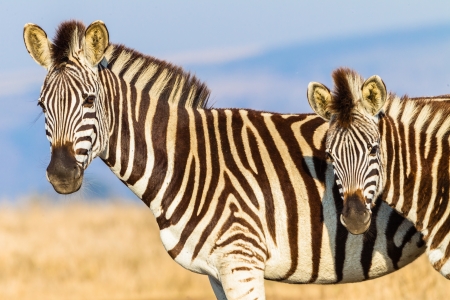 Wildlife Animals zebra with year calf alongside in morning light close detailの写真素材